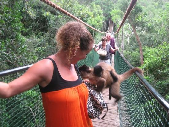 Top 5 Best Ways To Have Fun In Plettenberg Bay plettenberg bay