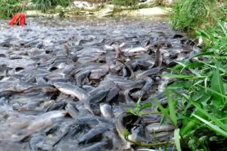 Cost of Starting Fish Farming in South Africa