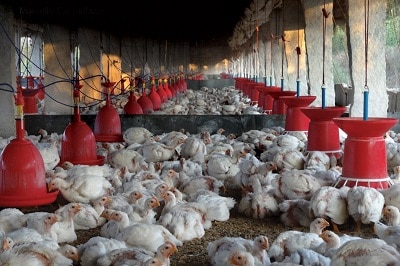 Cost of Starting a Poultry in South Africa